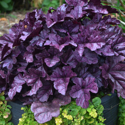 Dolce® 'Wildberry' Coral Bells (Heuchera) - Photo Courtesy of Proven Winners, Inc.