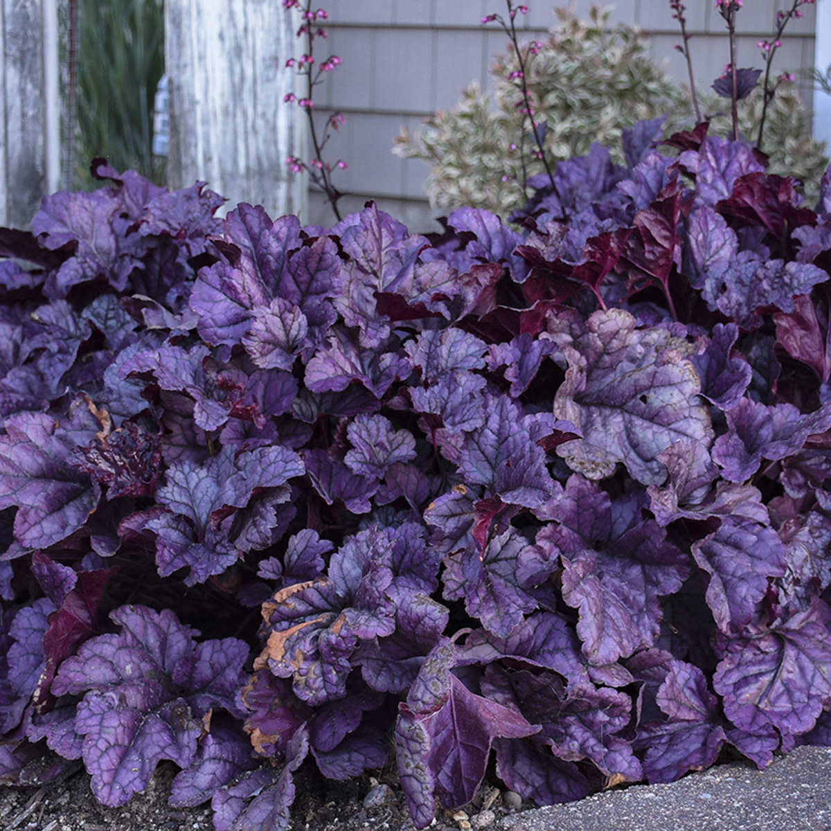 Dolce® 'Wildberry' Coral Bells (Heuchera) - Photo Courtesy of Proven Winners, Inc.