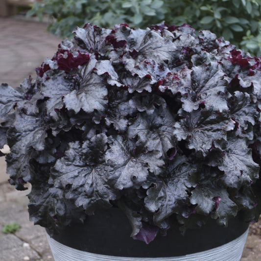 Dressed Up® 'Evening Gown' Coral Bells (Heuchera) - Photo Courtesy of Proven Winners, Inc.