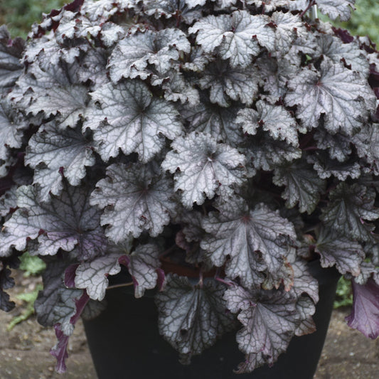 Dressed Up® 'Prom Dress' Coral Bells (Heuchera) - Photo Courtesy of Proven Winners, Inc.