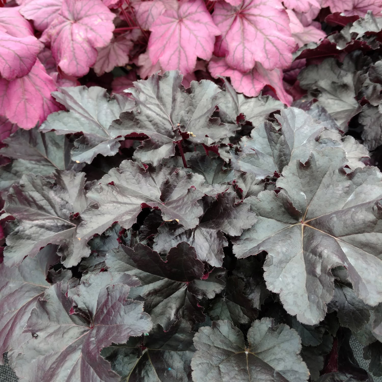 Close-up of two Heuchera types: the top shows vivid pink leaves, while below are ruffled, nearly black Primo® 'Black Pearl' Coral Bells - Photo Property of Garden Crossings LLC.