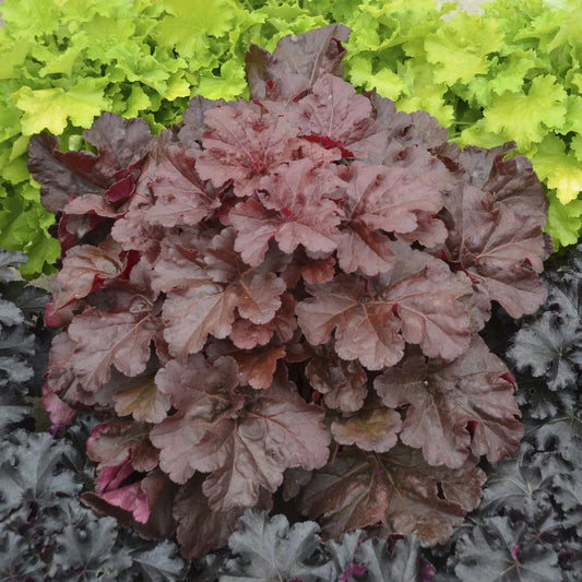 Primo® 'Mahogany Monster' Coral Bells (Heuchera) - Photo Courtesy of Walters Gardens, Inc.