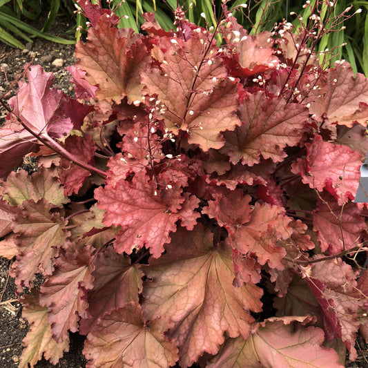 Primo® 'Peachberry Ice' Coral Bells (Heuchera) - Photo Property of Garden Crossings LLC