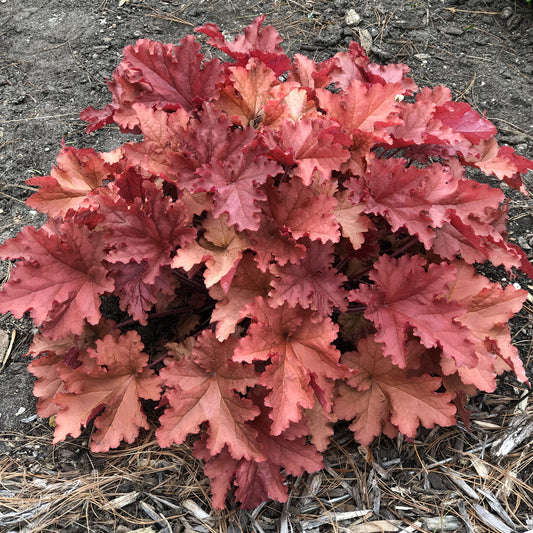 Primo® 'Peachberry Ice' Coral Bells (Heuchera) - Photo Property of Garden Crossings LLC
