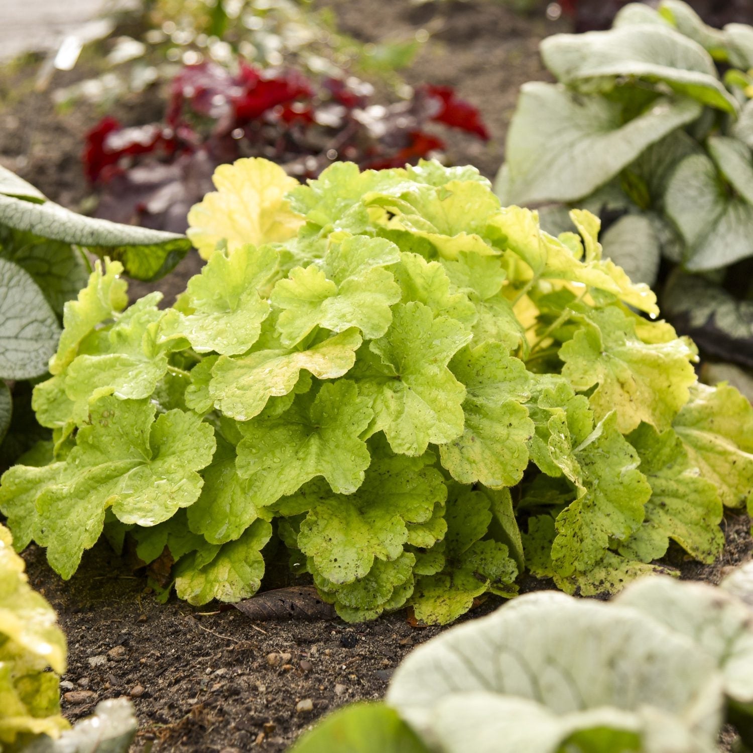 A vibrant outdoor garden showcases Primo® 'Pistachio Ambrosia' Coral Bells (Heuchera), its lush light green foliage in soil and surrounded by diverse plants with varied leaf shapes and colors - Photo Courtesy of Proven Winners, Inc.