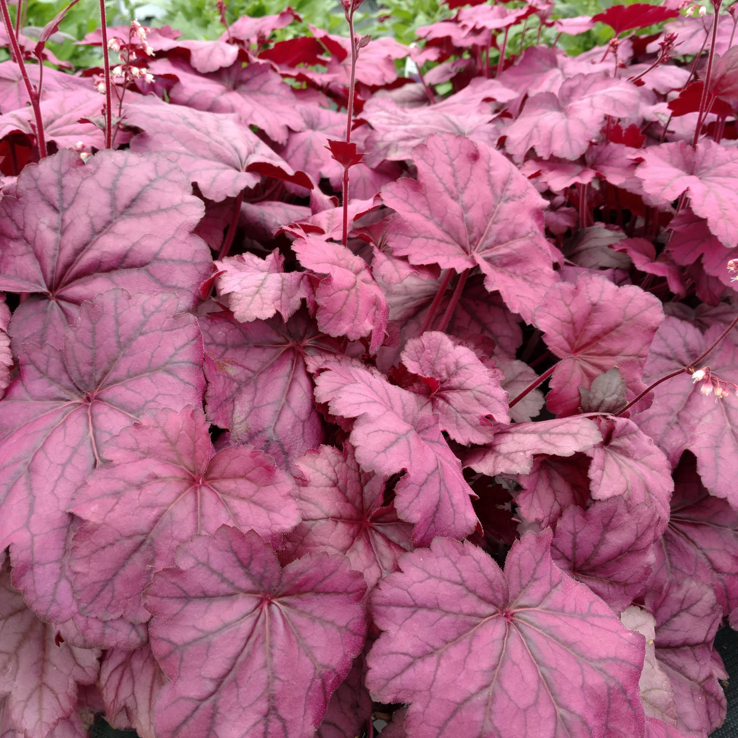 Primo® 'Wild Rose' Coral Bells (Heuchera) is a striking perennial with deep pink and burgundy leaves featuring visible veins, topped by delicate white flowers on tall stems above the vibrant foliage - Photo Property of Garden Crossings LLC.