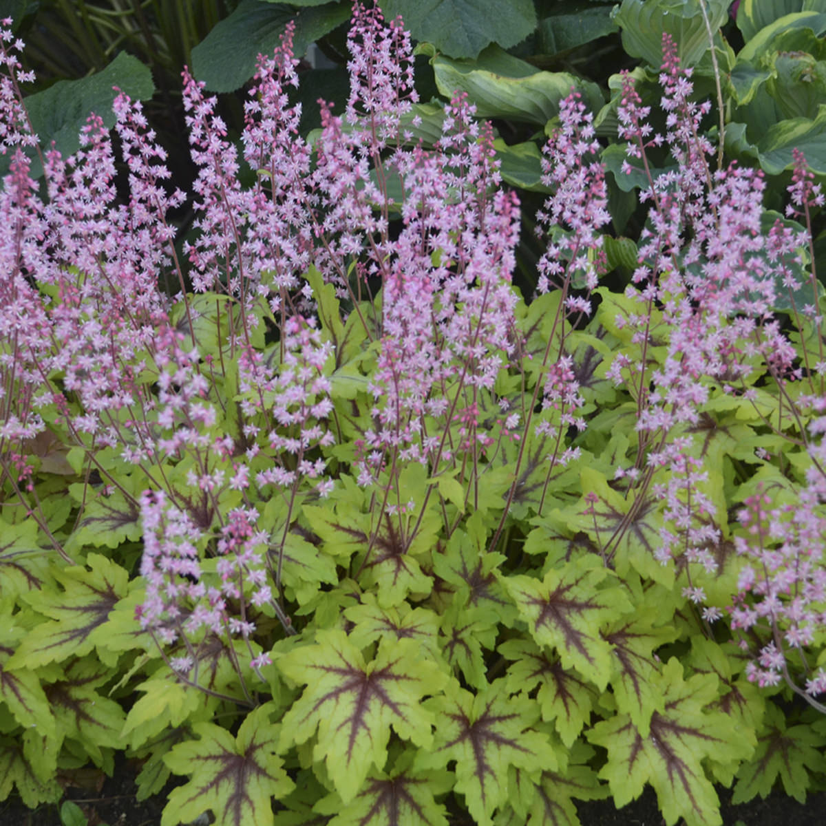 Fun and Games® 'Eye Spy' Foamy Bells (Heucherella) - Photo Courtesy of Proven Winners, Inc.