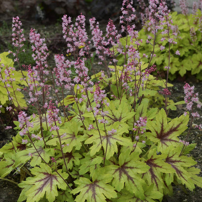 Fun and Games® 'Eye Spy' Foamy Bells (Heucherella) - Photo Courtesy of Proven Winners, Inc.