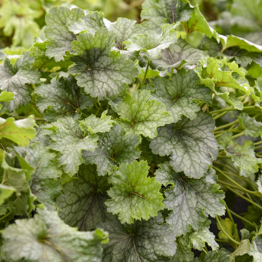 Fun and Games® 'Shadow Tag' Foamy Bells (Heucherella) - Photo Courtesy of Proven Winners, Inc.