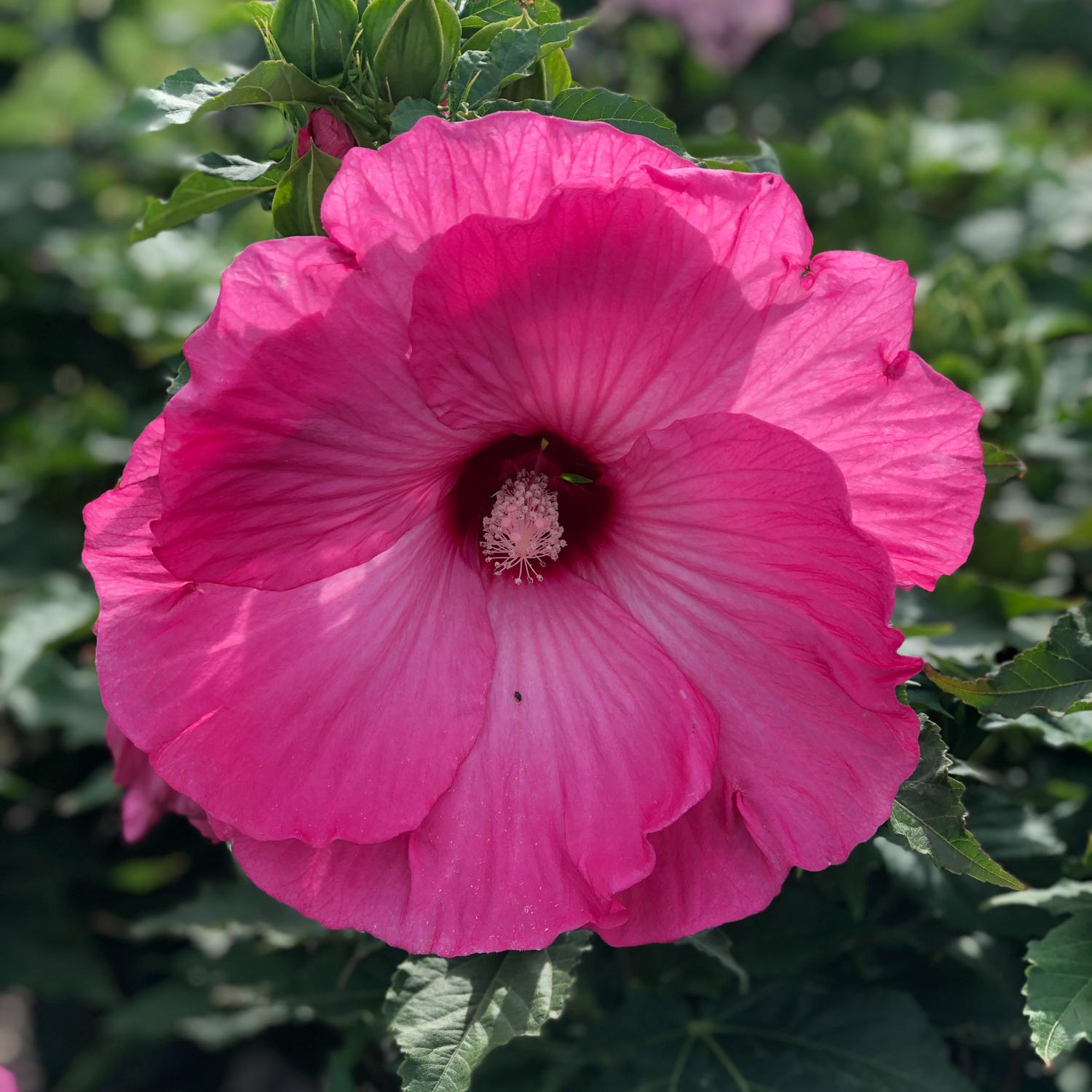 Airbrush Effect' Rose Mallow (Hibiscus) - Photo Property of Garden Crossings LLC