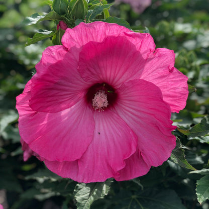 Airbrush Effect' Rose Mallow (Hibiscus) - Photo Property of Garden Crossings LLC