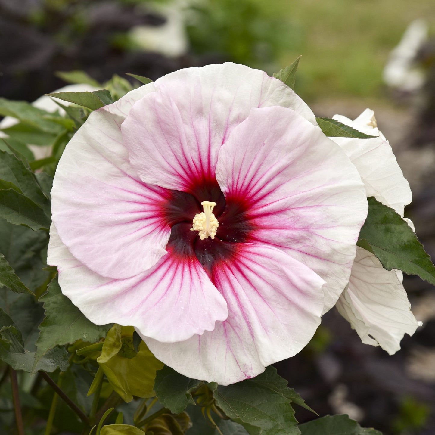 Angel Eyes' Rose Mallow (Hibiscus) - Photo Courtesy of Walters Gardens, Inc.
