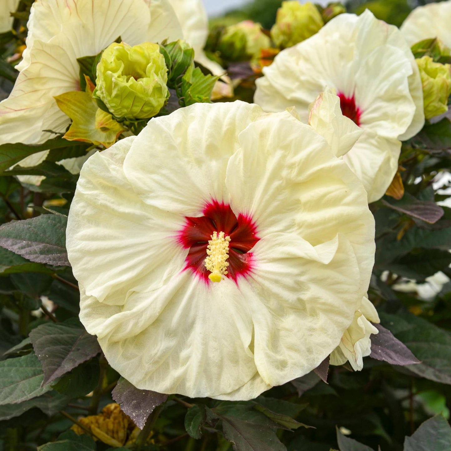 The Summerific® 'Coconut Cream' Rose Mallow (Hibiscus) features large, pale yellow flowers with a red center and yellow stamen, accented by green leaves and buds, showcasing the beauty of this striking perennial - Photo Courtesy of Walters Gardens, Inc.