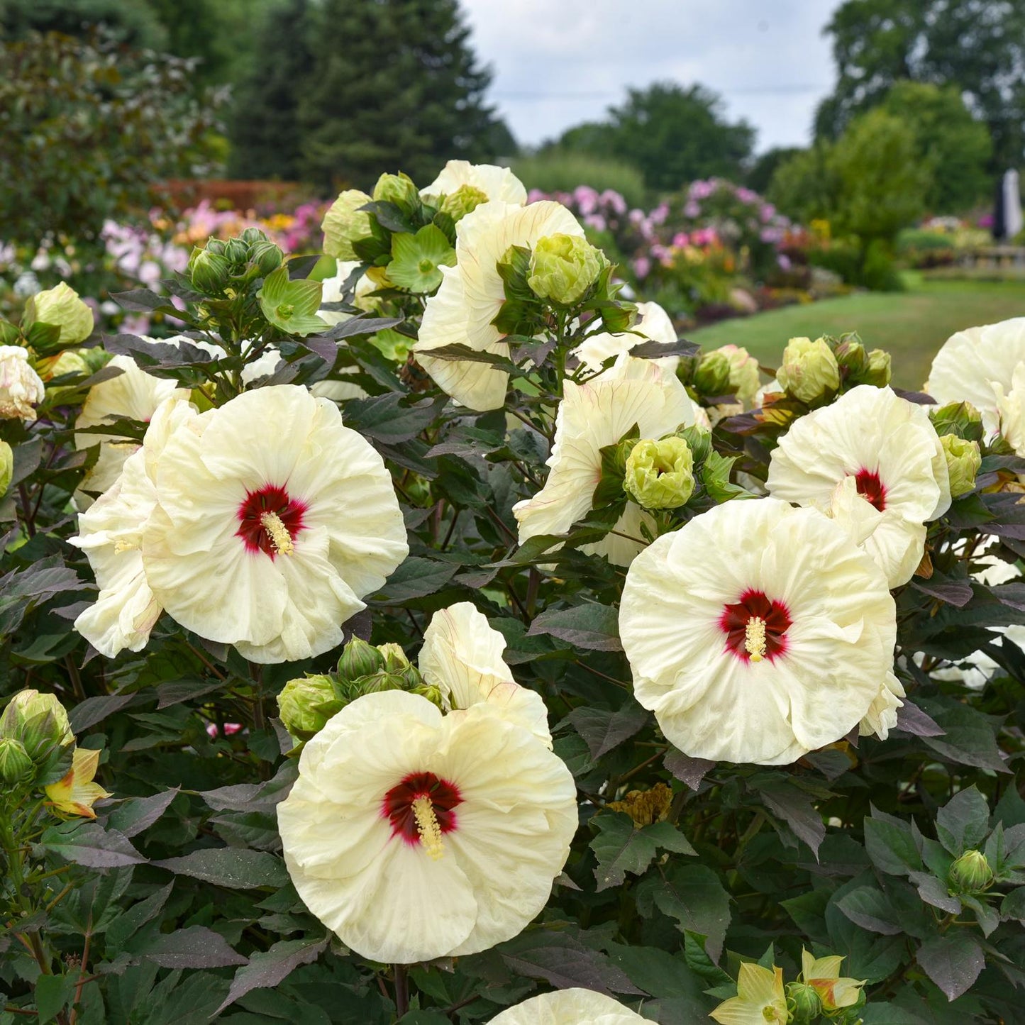 Summerific® 'Coconut Cream' Rose Mallow (Hibiscus) features large, pale yellow blooms with deep red centers on dark green foliage, set in a garden among other perennials and trees visible softly in the background - Photo Courtesy of Walters Gardens, Inc.