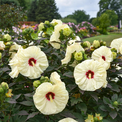 Summerific® 'Coconut Cream' Rose Mallow (Hibiscus) features large, pale yellow blooms with deep red centers on dark green foliage, set in a garden among other perennials and trees visible softly in the background - Photo Courtesy of Walters Gardens, Inc.