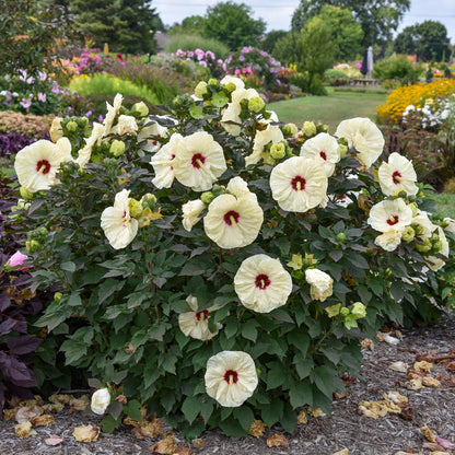 The Summerific® 'Coconut Cream' Rose Mallow (Hibiscus) shows off big, pale yellow perennial flowers with deep red centers, flourishing among vibrant plants and a grassy path in a tidy garden - Photo Courtesy of Walters Gardens, Inc.
