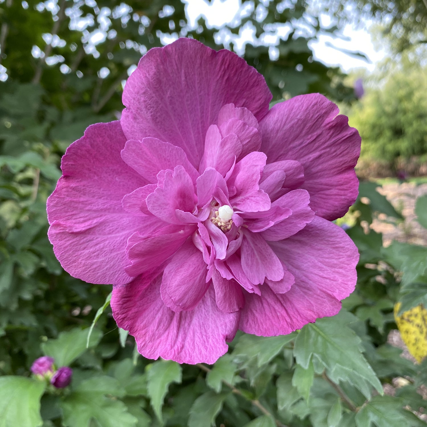 Dark Lavender Chiffon® Rose of Sharon (Hibiscus) - Photo Property of Garden Crossings LLC