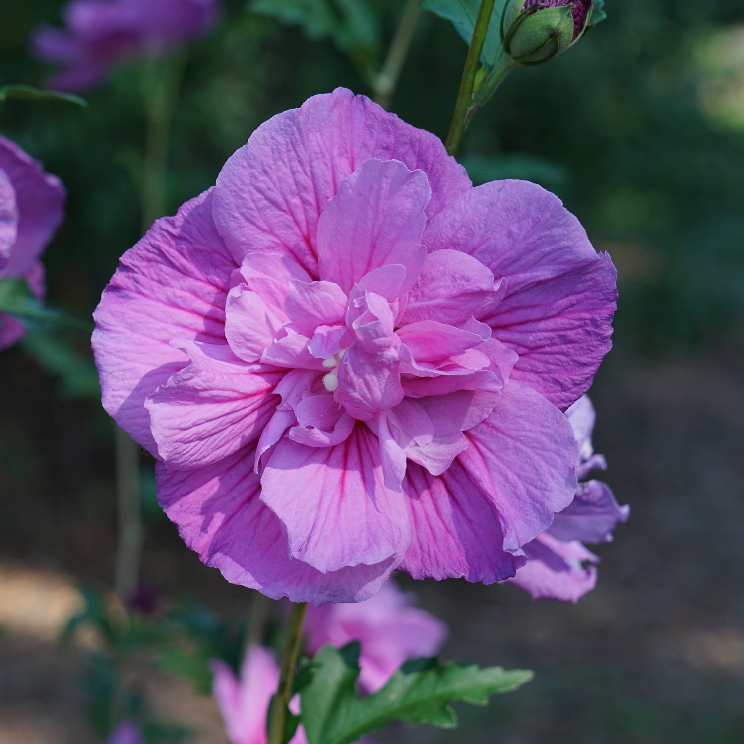 Dark Lavender Chiffon® Rose of Sharon (Hibiscus) - Photo Courtesy of Proven Winners, Inc.
