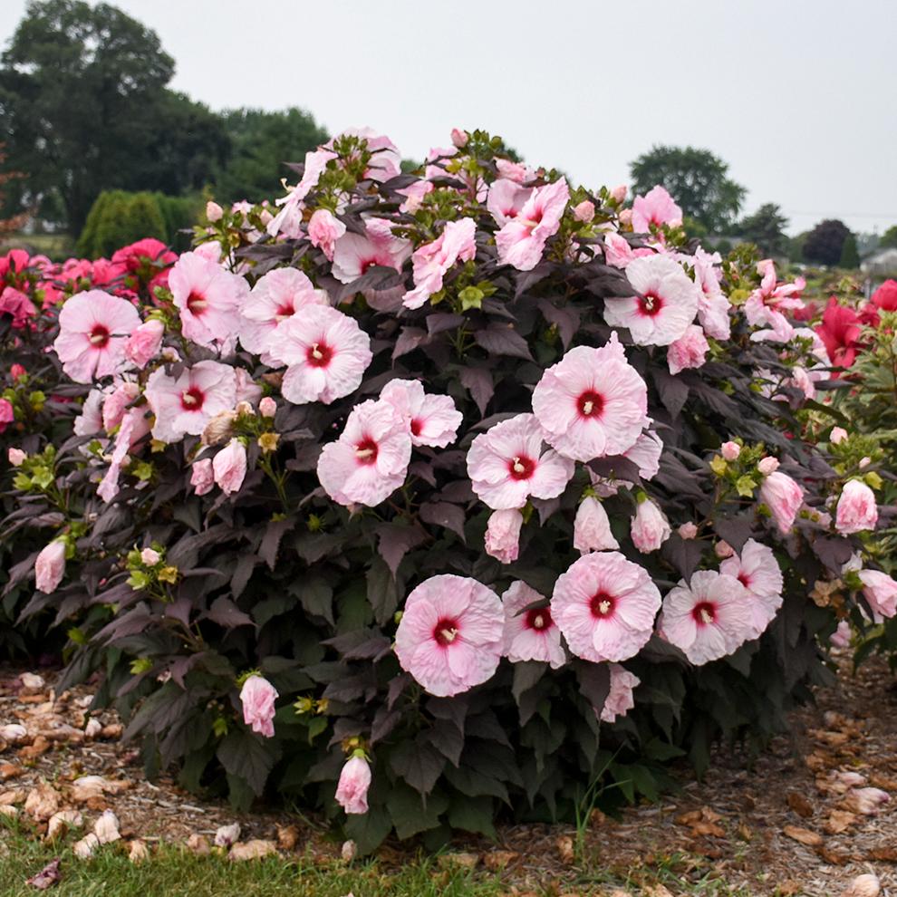 The 'Dark Mystery' Rose Mallow (Hibiscus) is a large bush for gardens, featuring dramatic foliage and numerous pale pink flowers with deep red centers - Photo Courtesy of Walters Gardens, Inc.