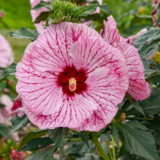 Close-up of the Summerific® 'Glitter Bomb' Rose Mallow (Hibiscus) with large pink blooms, a deep red center, and dark pink veins amid green leaves and buds - Photo Courtesy of Walters Gardens, Inc.