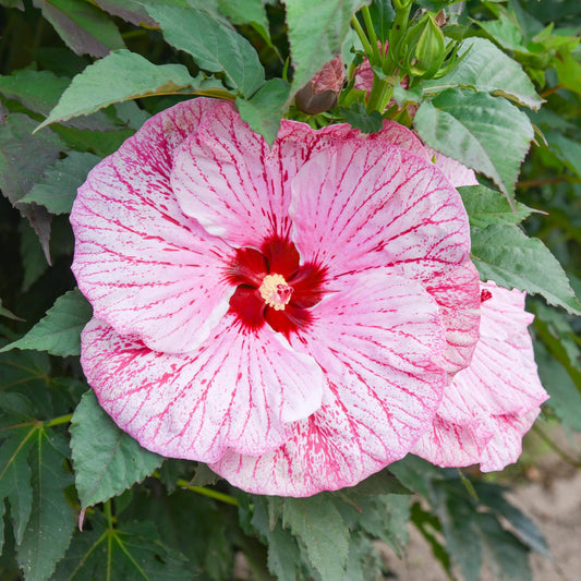 A large pink Summerific® 'Glitter Bomb' Rose Mallow (Hibiscus) with a deep red center and radiating red veins blooms among green leaves. Another flower and buds are partially visible in the background - Photo Courtesy of Walters Gardens, Inc.