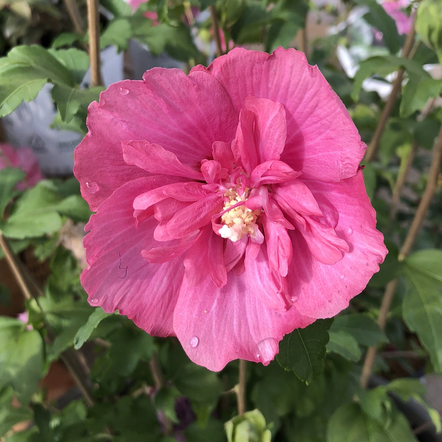 Close-up of a vibrant Magenta Chiffon® Rose of Sharon (Hibiscus) with delicate magenta double petals and water droplets, set against lush green leaves and stems in the background. - Photo Property of Garden Crossings LLC