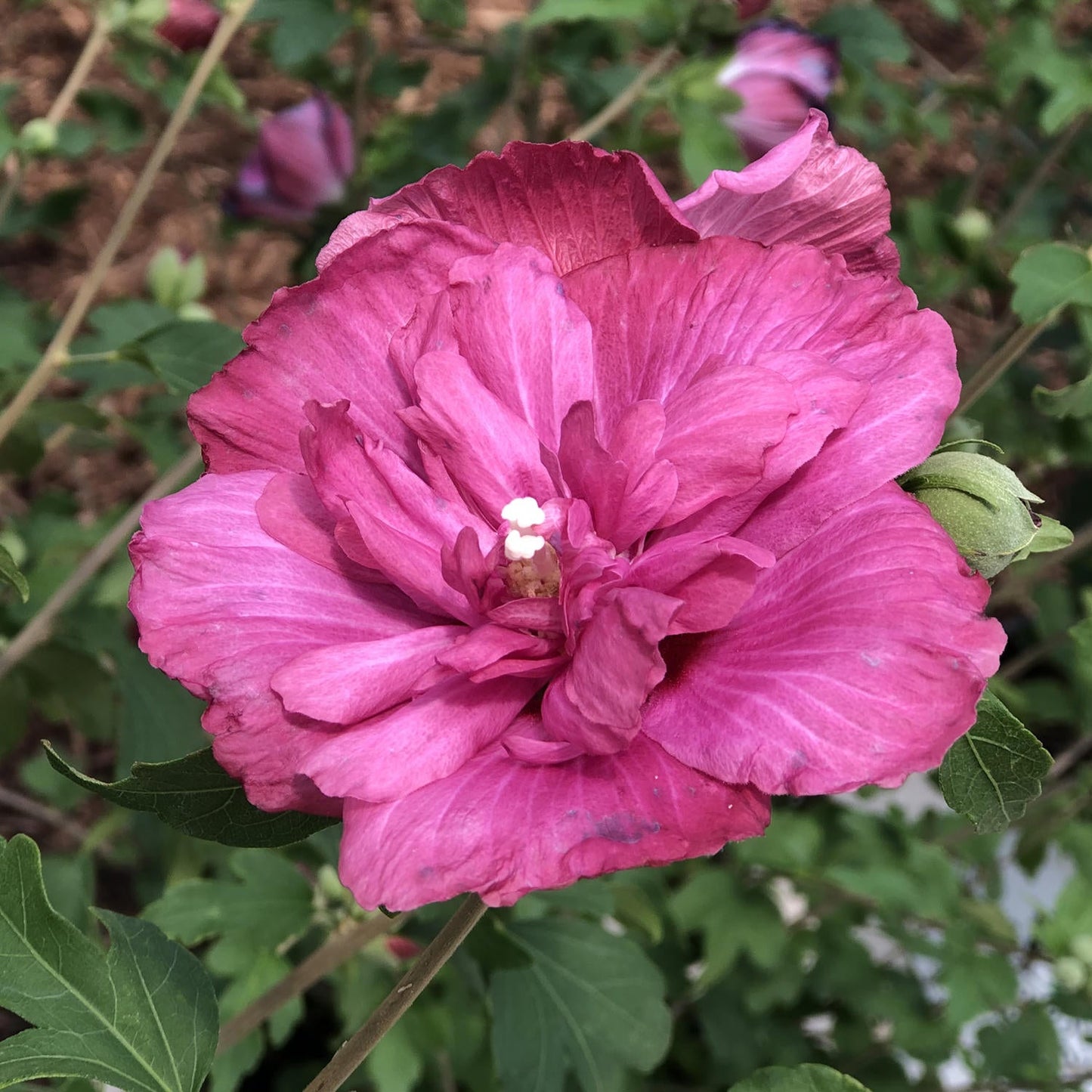 A close-up of a vibrant pink double bloom with ruffled petals and a white-tipped stamen on the Magenta Chiffon® Rose of Sharon (Hibiscus), surrounded by green leaves—an eye-catching Proven Winners variety. - Photo Property of Garden Crossings LLC