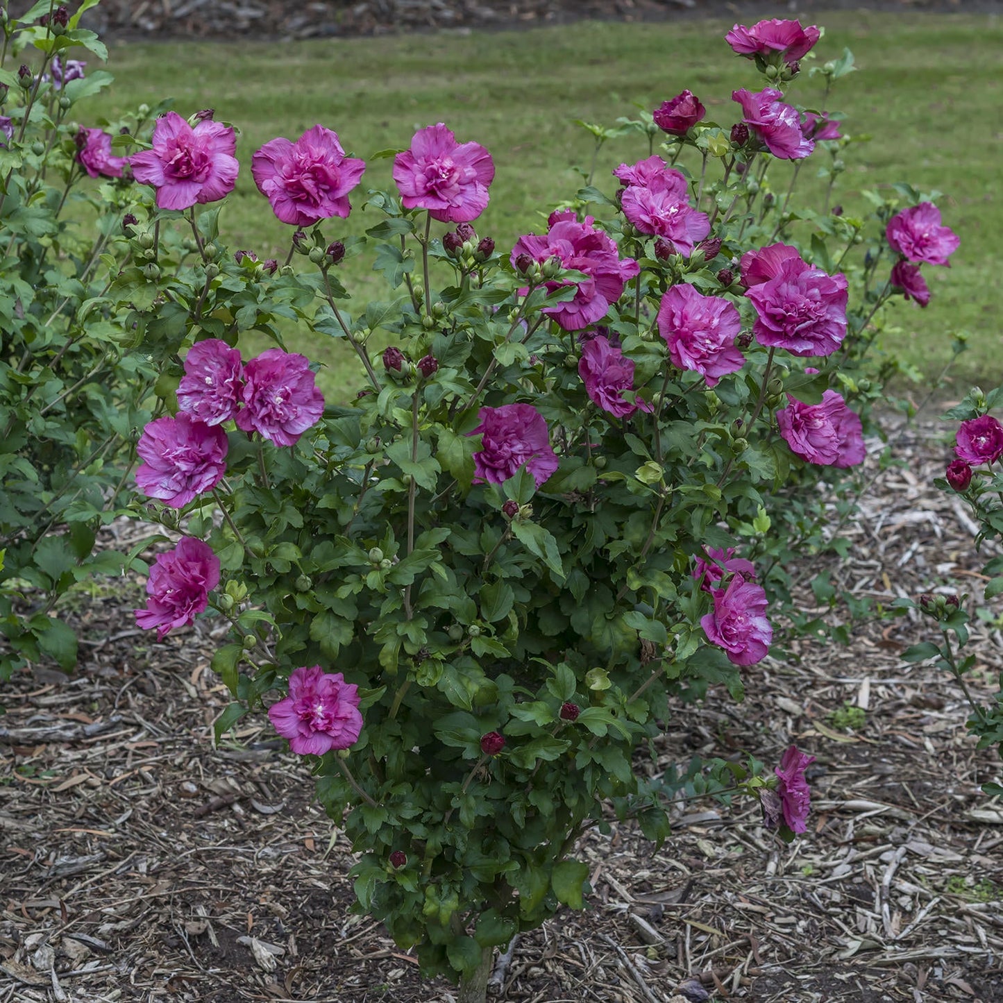 A Magenta Chiffon® Rose of Sharon (Hibiscus) shrub, with vibrant magenta blooms and lush green leaves, thrives in mulched soil amid grass and other flower bushes—a striking Proven Winners® selection. - Photo Courtesy of Proven Winners, Inc. 