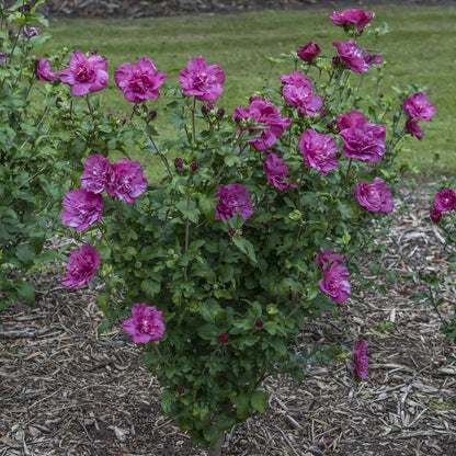 A Magenta Chiffon® Rose of Sharon (Hibiscus) shrub, with vibrant magenta blooms and lush green leaves, thrives in mulched soil amid grass and other flower bushes—a striking Proven Winners® selection. - Photo Courtesy of Proven Winners, Inc. 