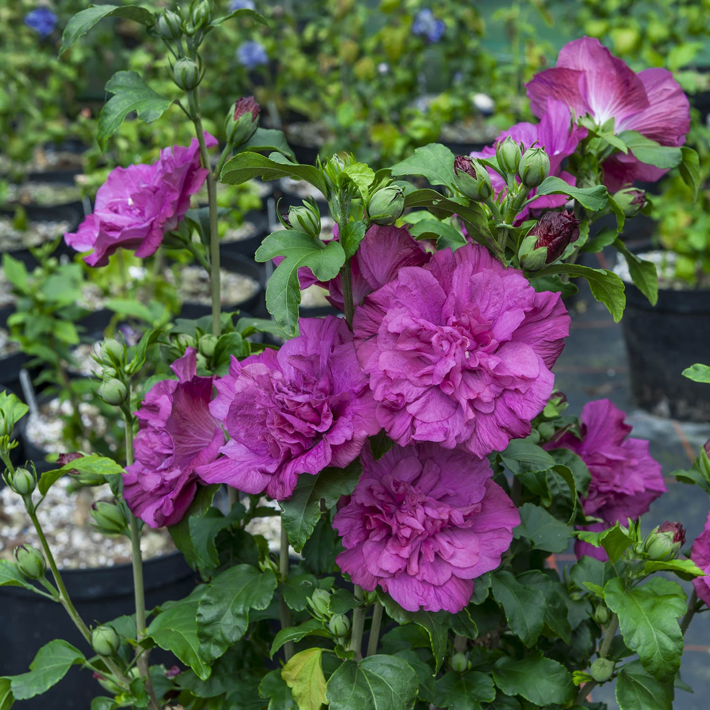 A Magenta Chiffon® Rose of Sharon (Hibiscus) shrub with vibrant, ruffled magenta blooms and green leaves grows in a black nursery pot among other potted plants in an outdoor garden. - Photo Courtesy of Proven Winners, Inc. 