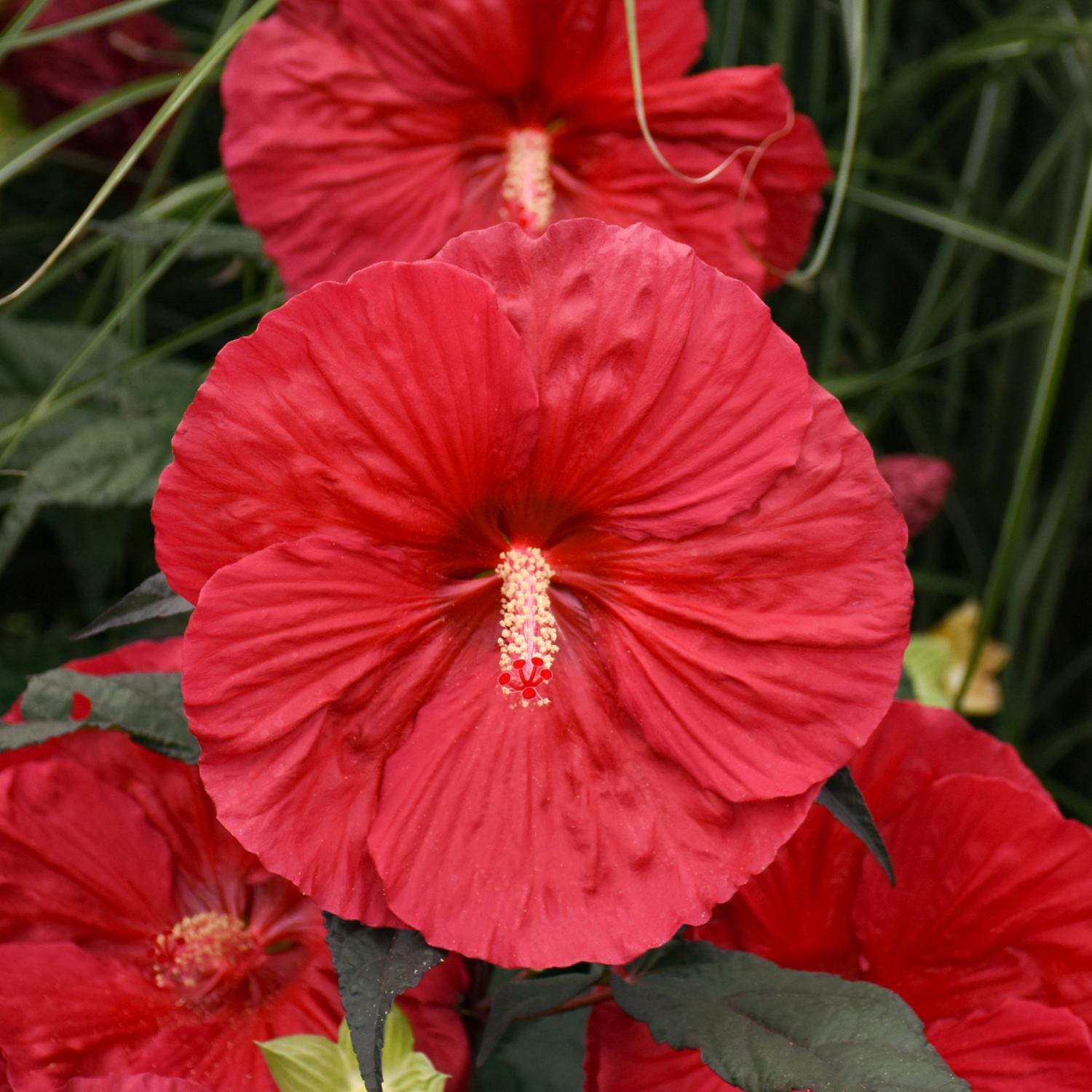 Close-up of a vibrant 'Mars Madness' Rose Mallow (Hibiscus) bloom with a striking stamen, surrounded by green leaves and other perennial hibiscus flowers - Photo Courtesy of Walters Gardens, Inc.