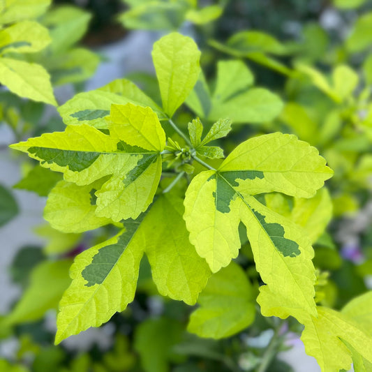 Paraplu Adorned® Rose of Sharon (Hibiscus) features variegated foliage with a mix of light and dark green shades on its leaves, displayed along a branch against a softly blurred background - Photo Property of Garden Crossings LLC.