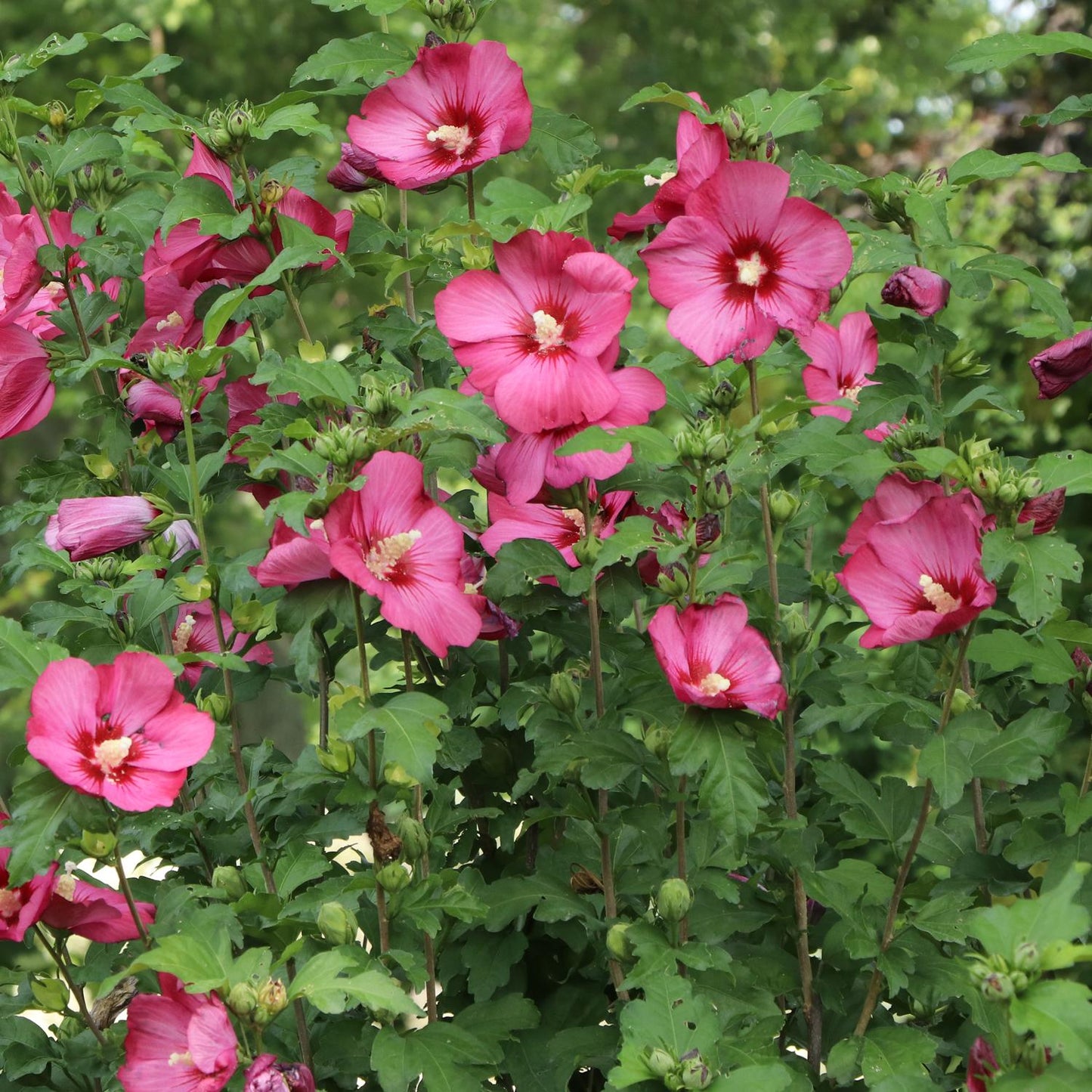 A cluster of vibrant pink Paraplu® Red Rose of Sharon (Hibiscus) flowers with lush green leaves and buds blooms outdoors as a tropical shrub in natural sunlight against a green leafy background - Photo Courtesy of Proven Winners, Inc.