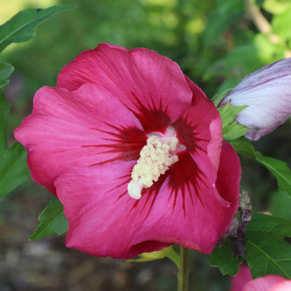 A close-up of a vibrant pink Paraplu® Red Rose of Sharon (Hibiscus) flower with a deep red center and white stamen, surrounded by green leaves and a partially opened bud on this tropical shrub - Photo Courtesy of Proven Winners, Inc.