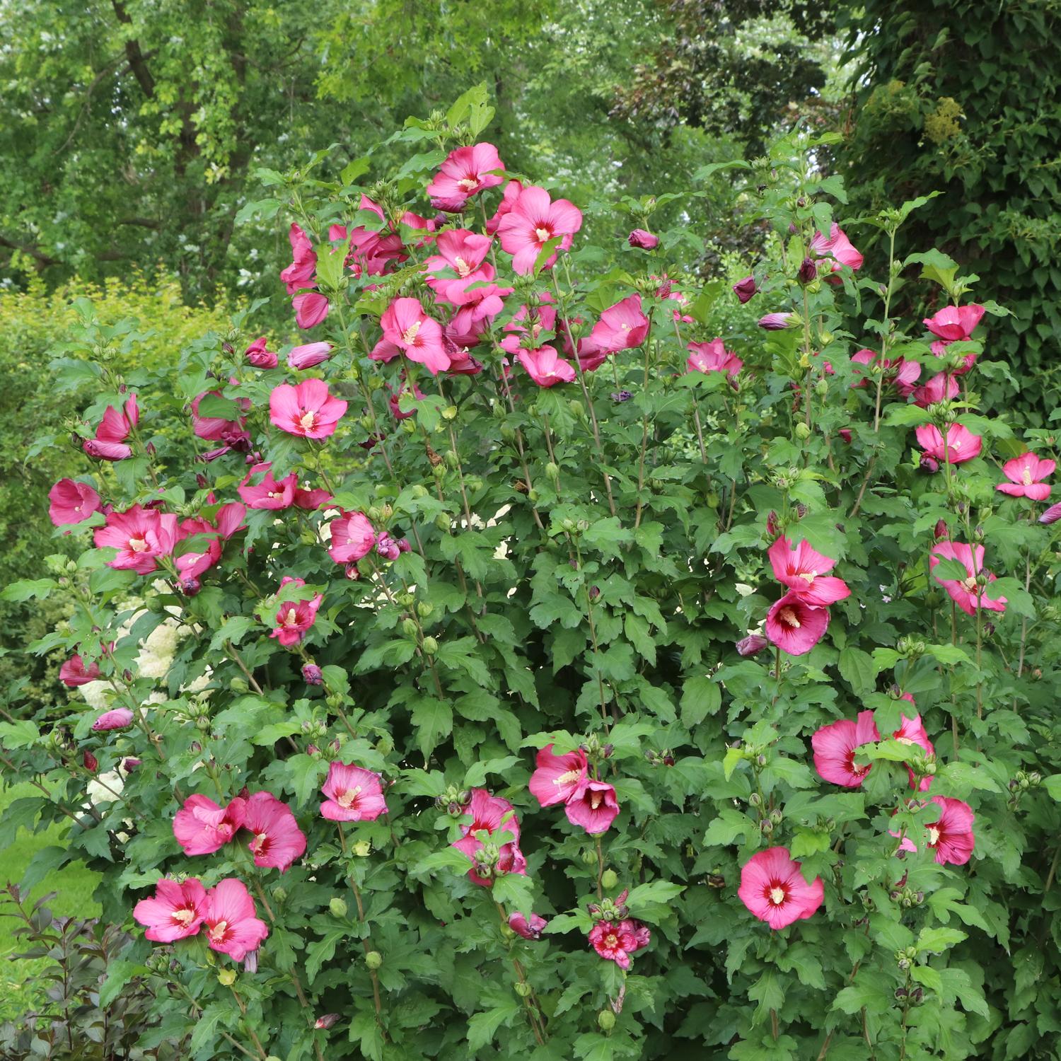 A large Paraplu® Red Rose of Sharon (Hibiscus) shrub with bright pink flowers grows among dense green leaves in a lush garden surrounded by trees and greenery - Photo Courtesy of Proven Winners, Inc.
