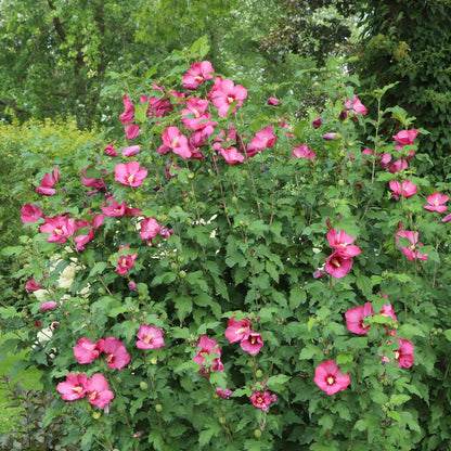 A large Paraplu® Red Rose of Sharon (Hibiscus) shrub with bright pink flowers grows among dense green leaves in a lush garden surrounded by trees and greenery - Photo Courtesy of Proven Winners, Inc.