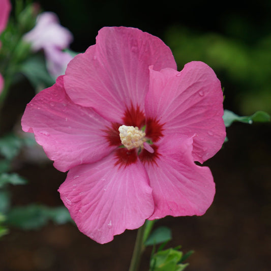 Close-up of Paraplu Rouge® Rose of Sharon (Hibiscus) with delicate pink petals and a vibrant white, red, and yellow center, surrounded by green leaves; this deer-resistant shrub stands out against a dark, blurred background. - Photo Courtesy of Proven Winners, Inc. 
