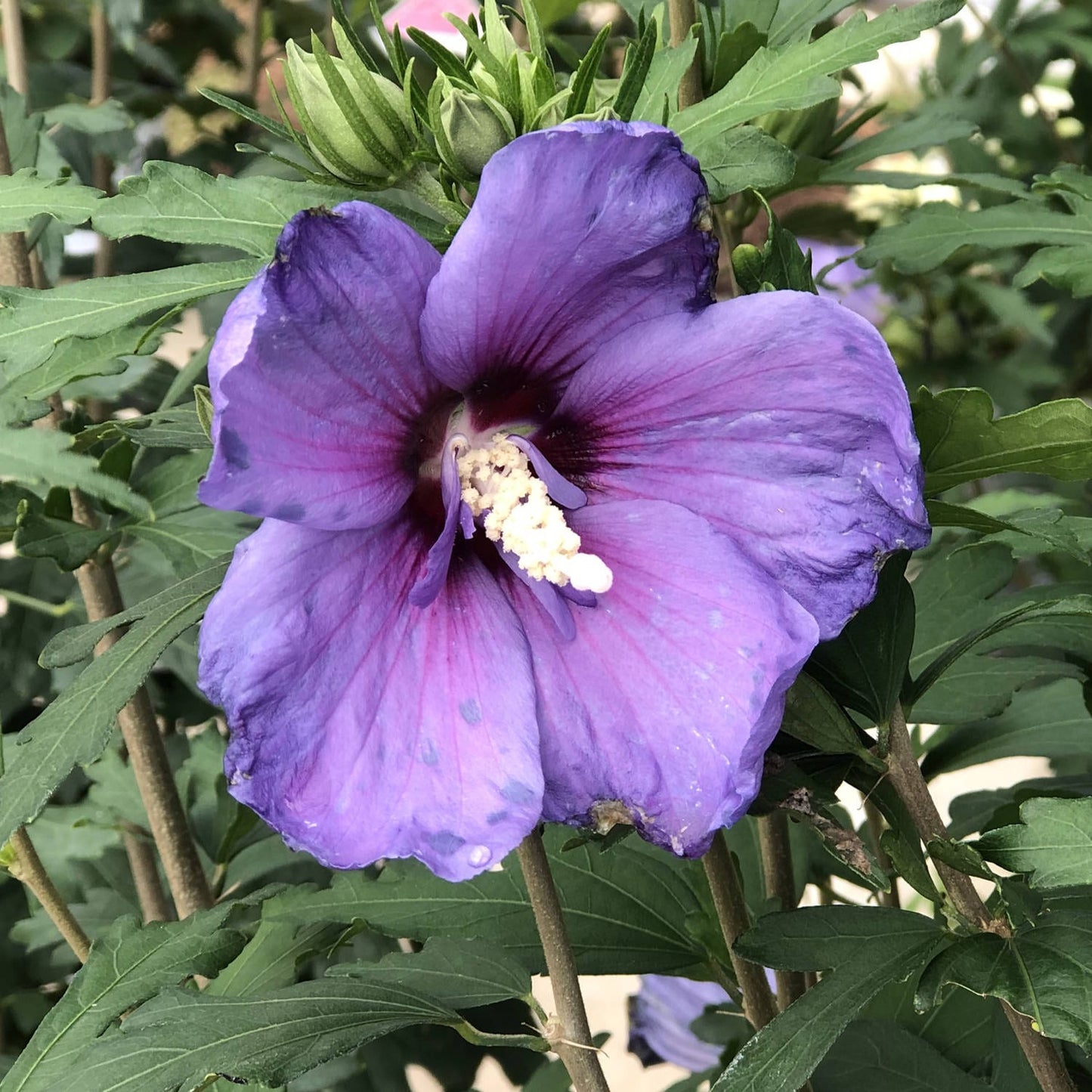 Paraplu Violet® Rose of Sharon (Hibiscus) - Photo Property of Garden Crossings LLC