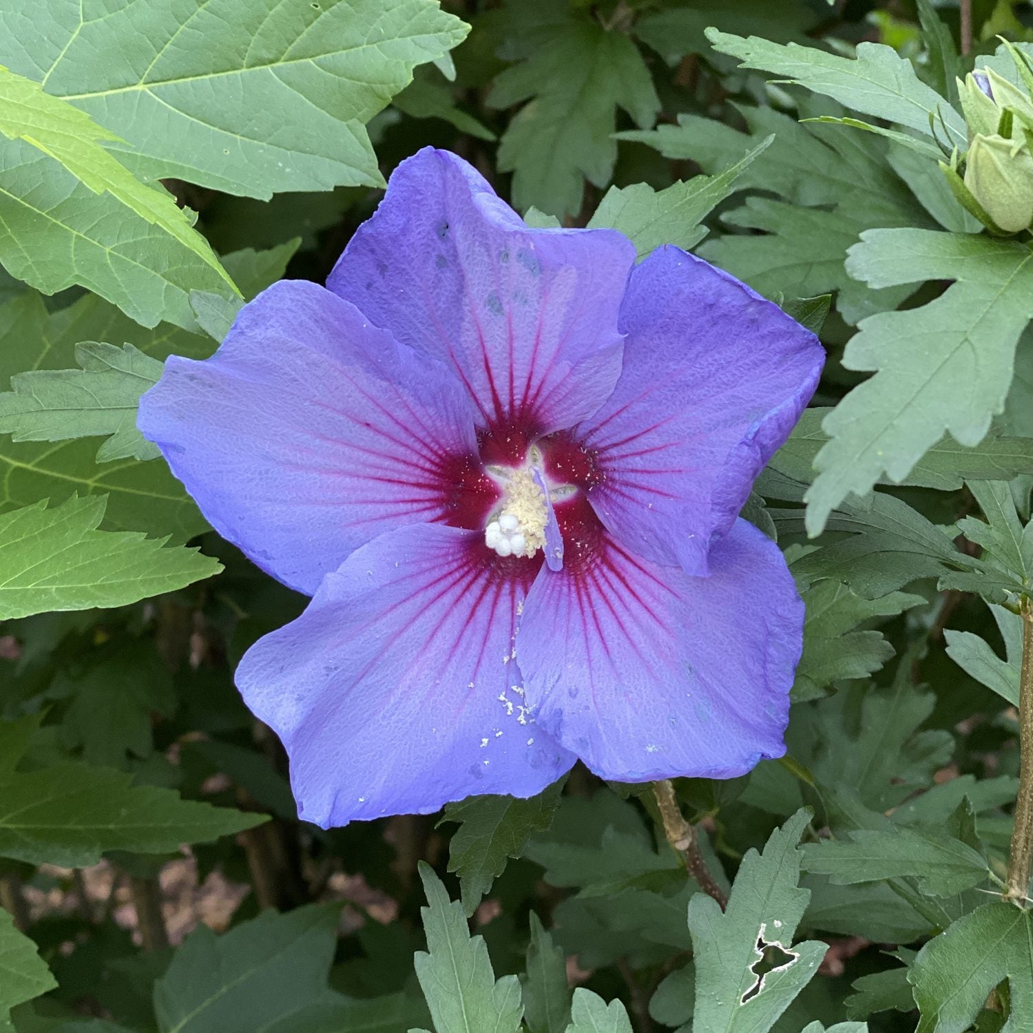 Paraplu Violet® Rose of Sharon (Hibiscus) - Photo Property of Garden Crossings LLC