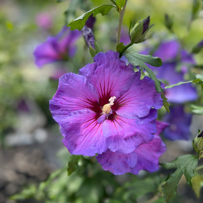 Paraplu Violet® Rose of Sharon (Hibiscus) - Photo Property of Garden Crossings LLC