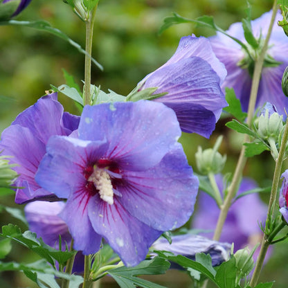 Paraplu Violet® Rose of Sharon (Hibiscus) - Photo Courtesy of Proven Winners, Inc.