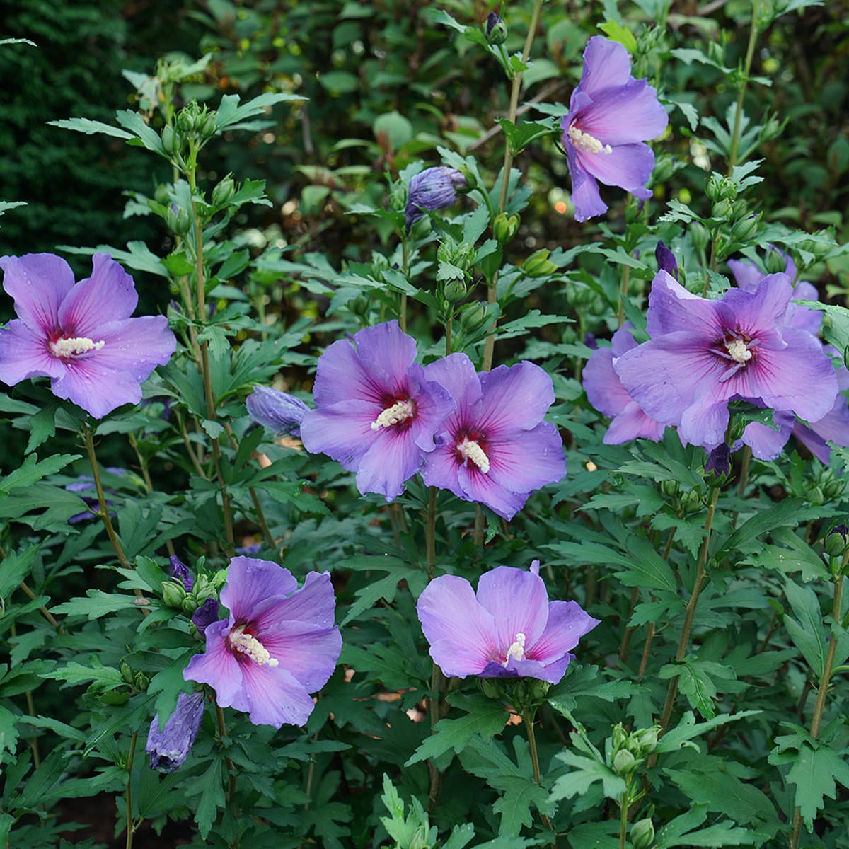 Paraplu Violet® Rose of Sharon (Hibiscus) - Photo Courtesy of Proven Winners, Inc.