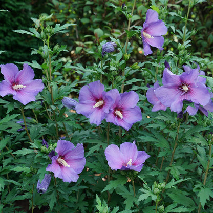 Paraplu Violet® Rose of Sharon (Hibiscus) - Photo Courtesy of Proven Winners, Inc.