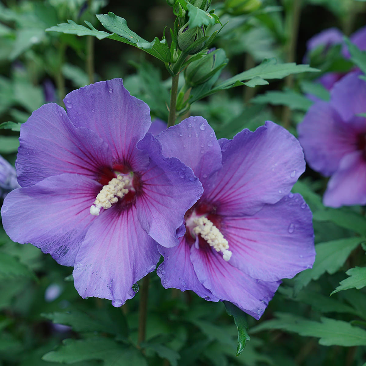 Paraplu Violet® Rose of Sharon (Hibiscus) - Photo Courtesy of Proven Winners, Inc.