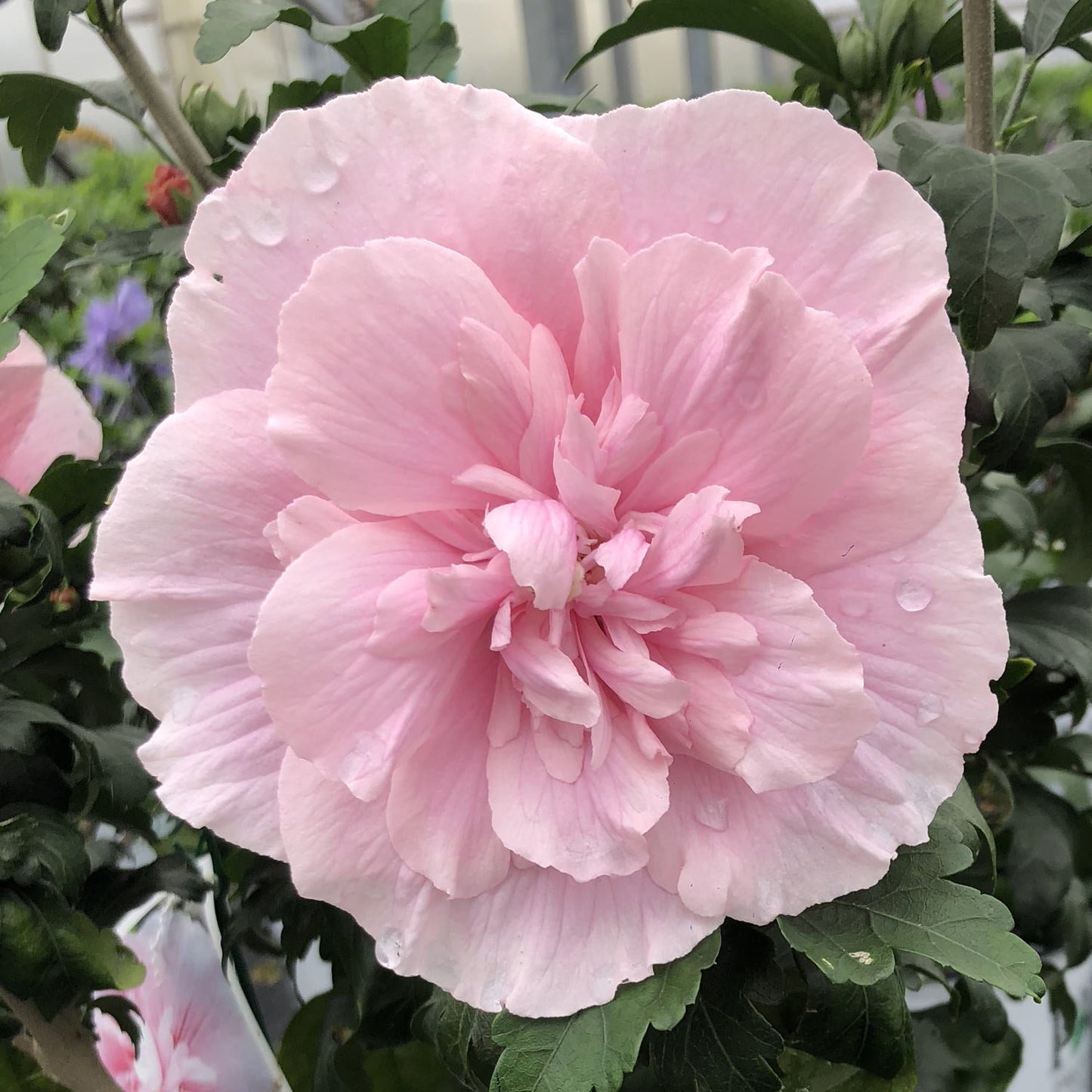 Close-up of a large, pale pink Pink Chiffon® Rose of Sharon (Hibiscus) bloom with delicate petals and water droplets, surrounded by green leaves on this beautiful flowering shrub. - Photo Property of Garden Crossings LLC