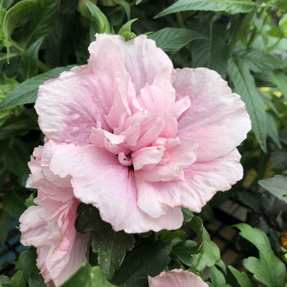 A close-up of the Pink Chiffon® Rose of Sharon (Hibiscus) in full bloom, displaying soft, ruffled petals with delicate shading and subtle texture, set against lush green leaves. - Photo Property of Garden Crossings LLC