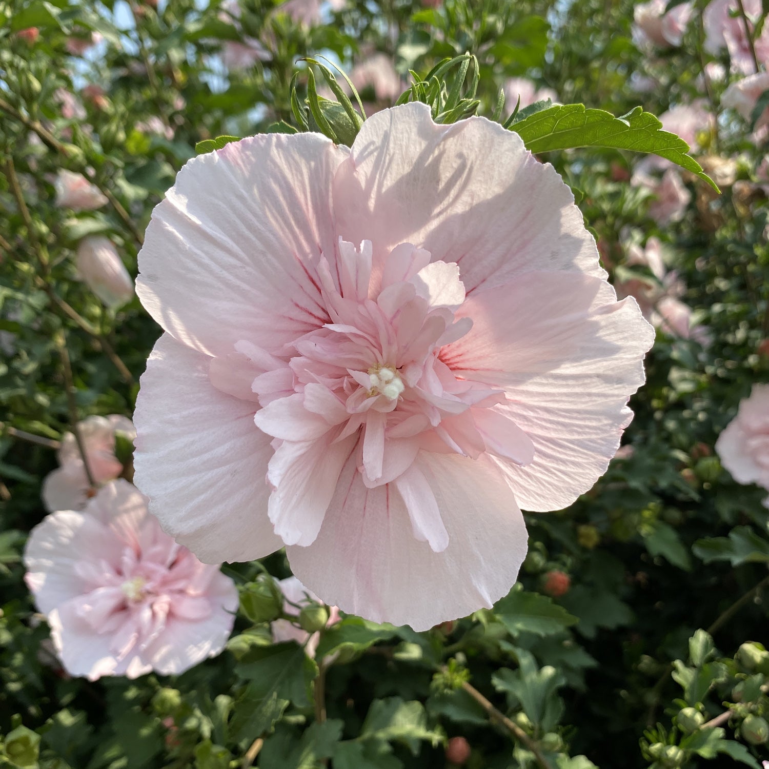 A close-up of Pink Chiffon® Rose of Sharon (Hibiscus) in full bloom, with its ruffled pale pink petals and lush green leaves beautifully highlighted by sunlight. - Photo Property of Garden Crossings LLC