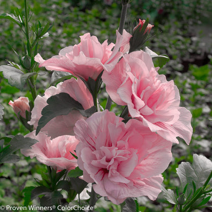 Close-up of Pink Chiffon® Rose of Sharon (Hibiscus) blooms with ruffled pink petals on leafy stems, highlighting the beauty of this flowering shrub against a softly blurred garden background. - Photo Courtesy of Proven Winners, Inc. 