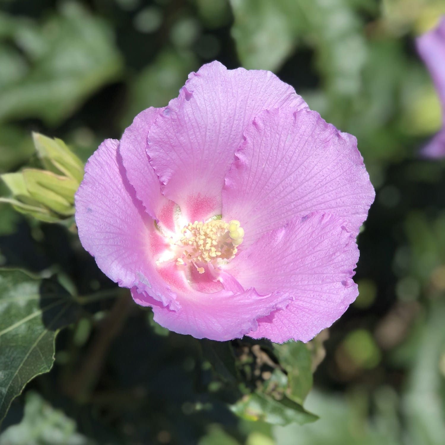 Pollypetite® Rose of Sharon (Hibiscus) - Photo Property of Garden Crossings LLC