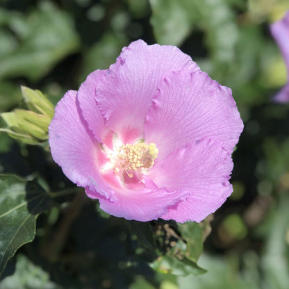 Pollypetite® Rose of Sharon (Hibiscus) - Photo Property of Garden Crossings LLC